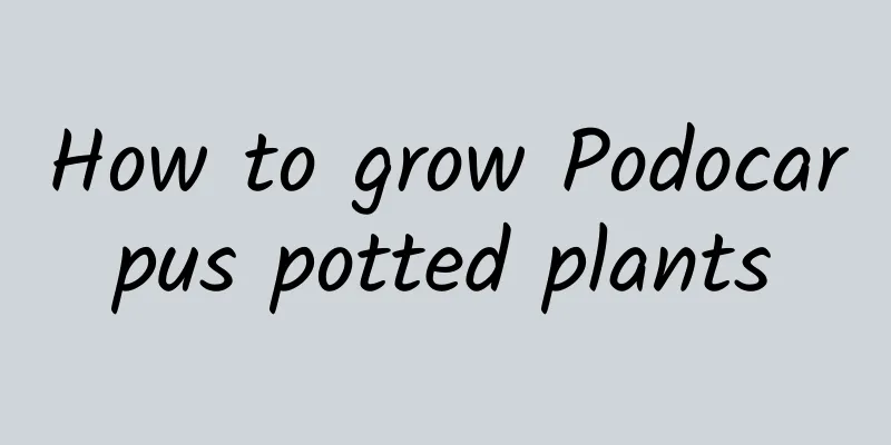 How to grow Podocarpus potted plants