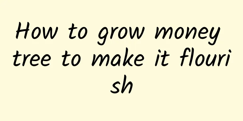 How to grow money tree to make it flourish