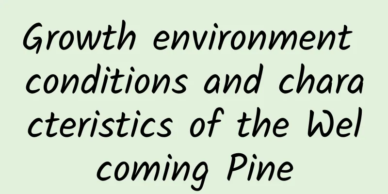 Growth environment conditions and characteristics of the Welcoming Pine