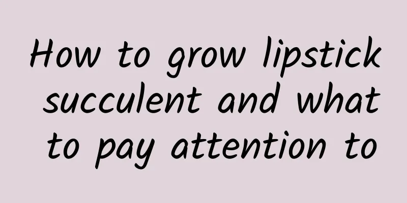 How to grow lipstick succulent and what to pay attention to