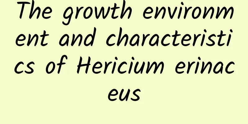 The growth environment and characteristics of Hericium erinaceus