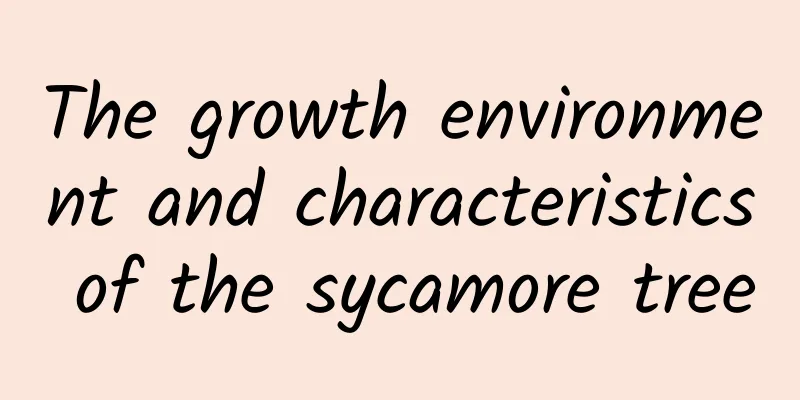 The growth environment and characteristics of the sycamore tree