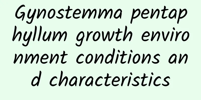 Gynostemma pentaphyllum growth environment conditions and characteristics