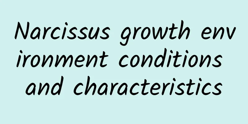 Narcissus growth environment conditions and characteristics