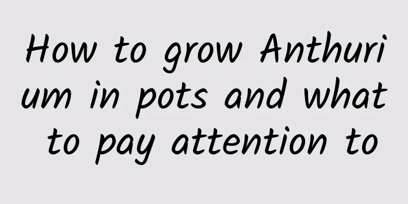 How to grow Anthurium in pots and what to pay attention to