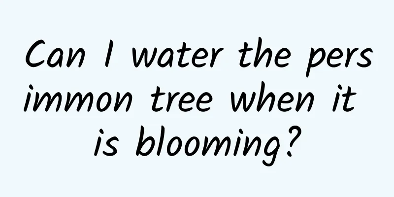 Can I water the persimmon tree when it is blooming?