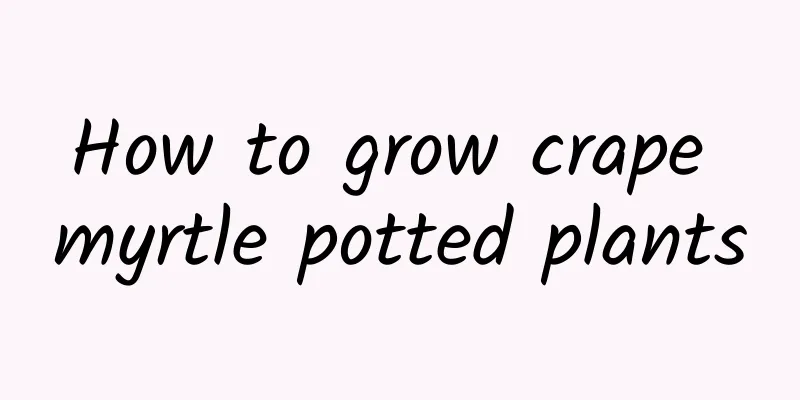 How to grow crape myrtle potted plants