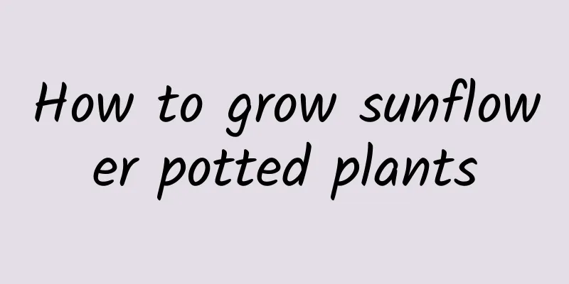 How to grow sunflower potted plants