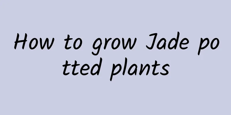 How to grow Jade potted plants