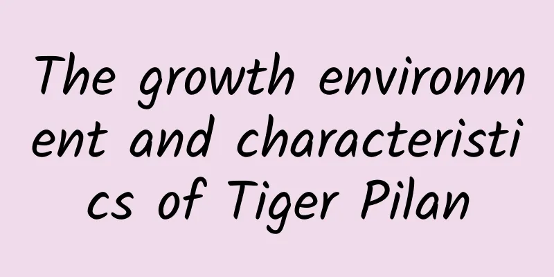 The growth environment and characteristics of Tiger Pilan
