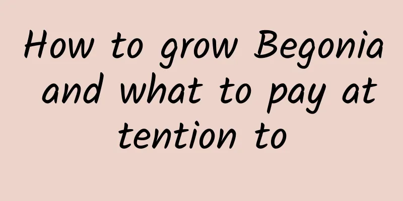 How to grow Begonia and what to pay attention to