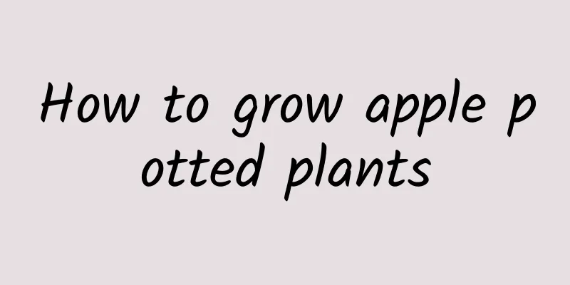 How to grow apple potted plants