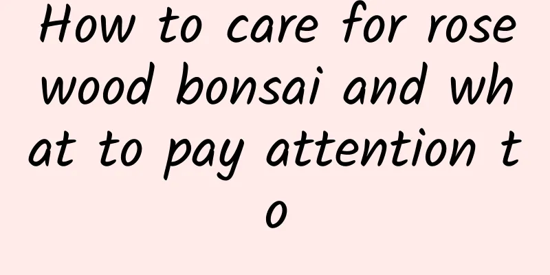 How to care for rosewood bonsai and what to pay attention to