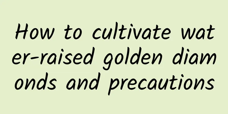 How to cultivate water-raised golden diamonds and precautions