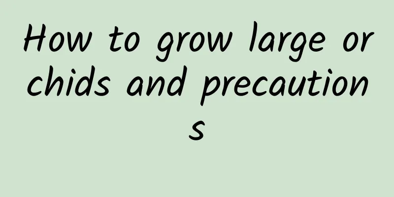 How to grow large orchids and precautions