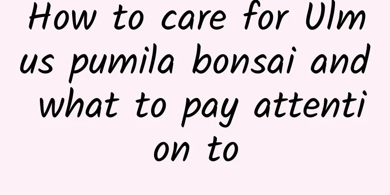 How to care for Ulmus pumila bonsai and what to pay attention to