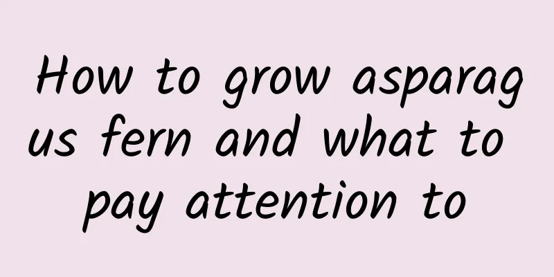 How to grow asparagus fern and what to pay attention to