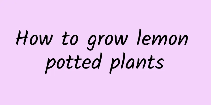 How to grow lemon potted plants