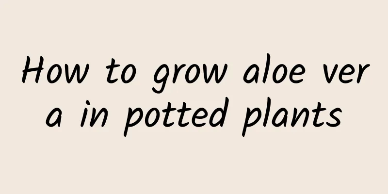 How to grow aloe vera in potted plants