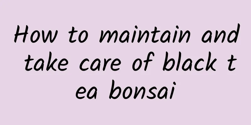 How to maintain and take care of black tea bonsai