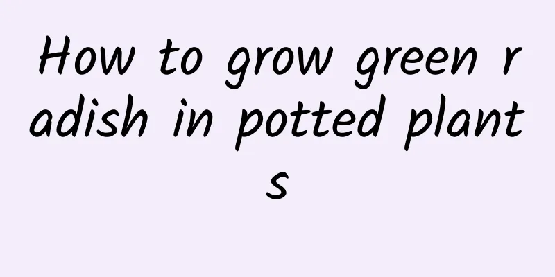 How to grow green radish in potted plants
