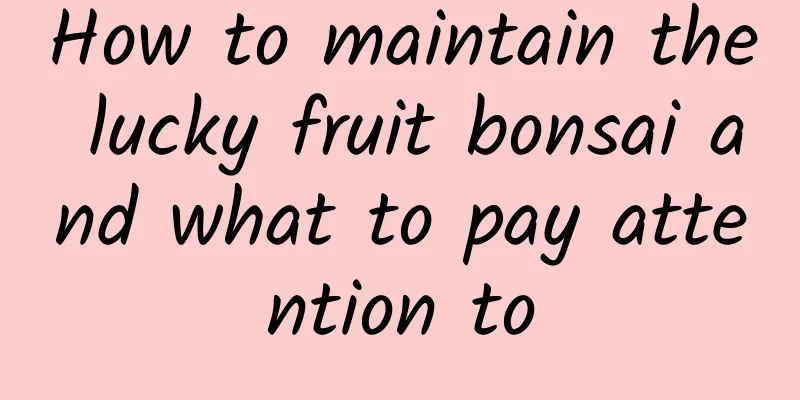 How to maintain the lucky fruit bonsai and what to pay attention to