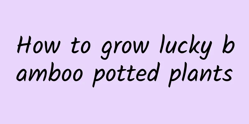 How to grow lucky bamboo potted plants
