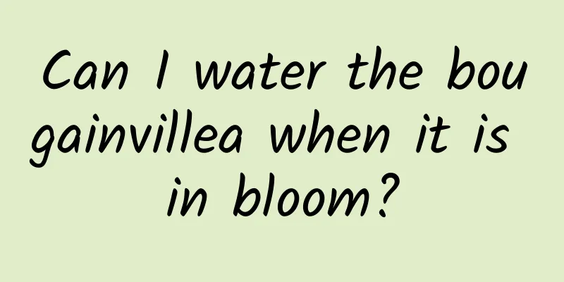 Can I water the bougainvillea when it is in bloom?