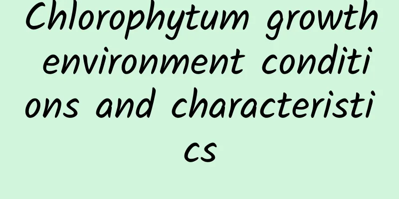Chlorophytum growth environment conditions and characteristics