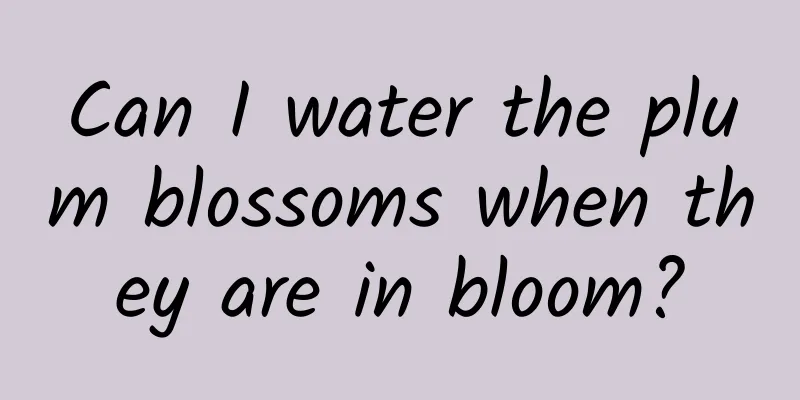 Can I water the plum blossoms when they are in bloom?