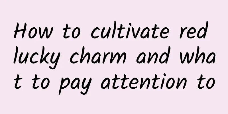 How to cultivate red lucky charm and what to pay attention to
