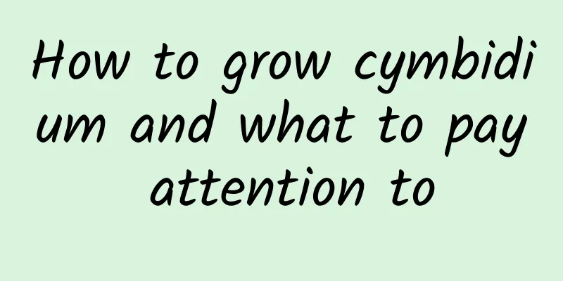 How to grow cymbidium and what to pay attention to