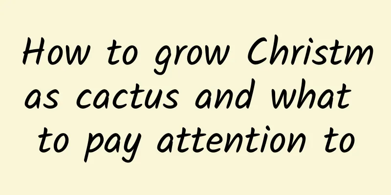 How to grow Christmas cactus and what to pay attention to