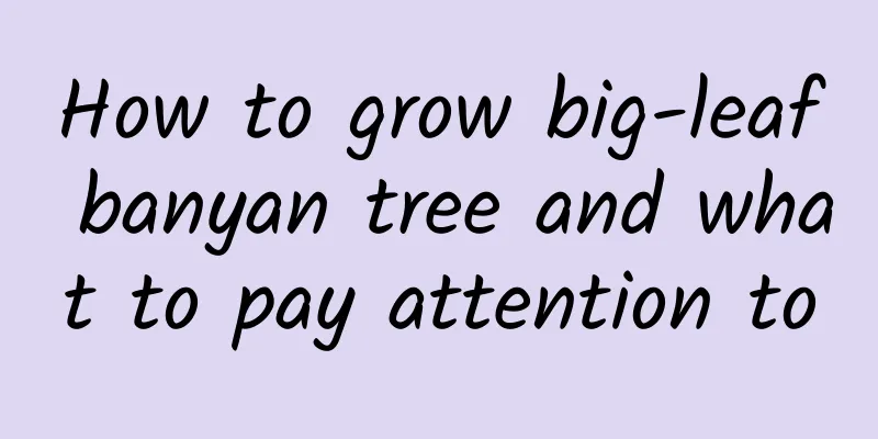 How to grow big-leaf banyan tree and what to pay attention to