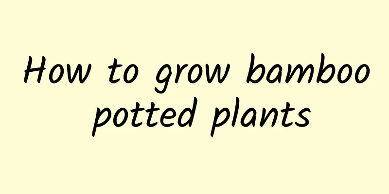 How to grow bamboo potted plants