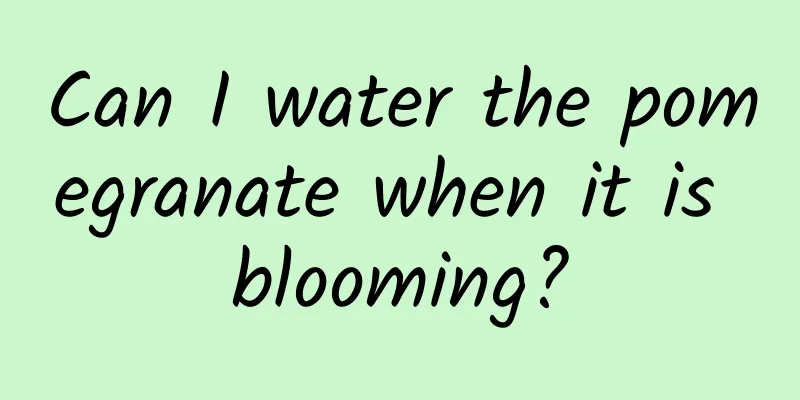 Can I water the pomegranate when it is blooming?