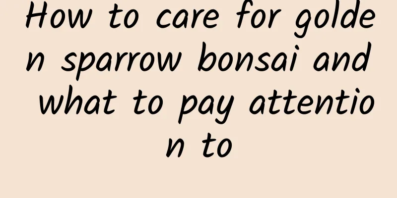 How to care for golden sparrow bonsai and what to pay attention to