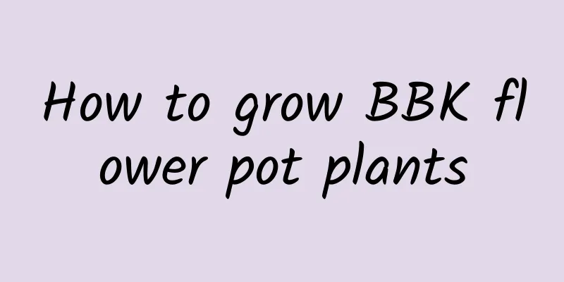 How to grow BBK flower pot plants