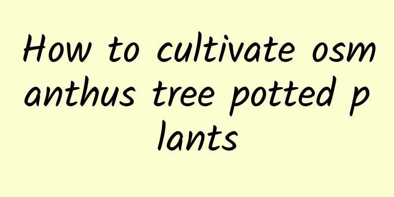 How to cultivate osmanthus tree potted plants