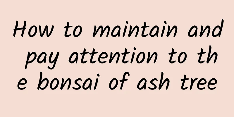 How to maintain and pay attention to the bonsai of ash tree