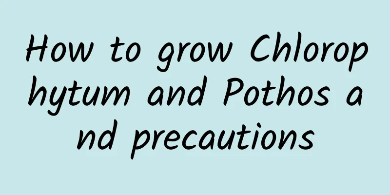 How to grow Chlorophytum and Pothos and precautions