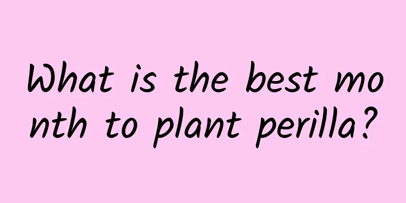 What is the best month to plant perilla?