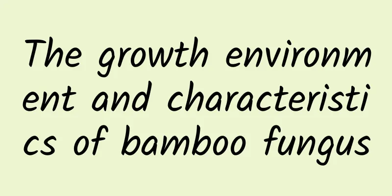 The growth environment and characteristics of bamboo fungus