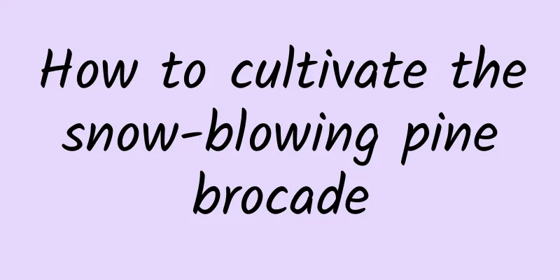 How to cultivate the snow-blowing pine brocade