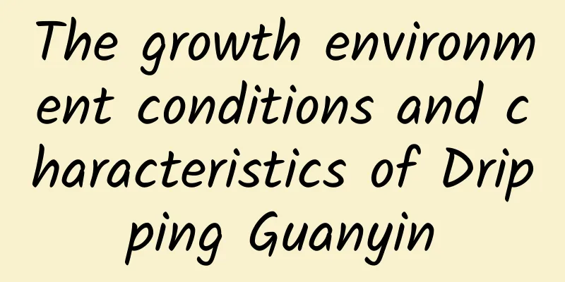 The growth environment conditions and characteristics of Dripping Guanyin