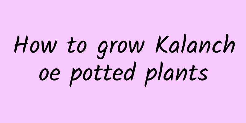 How to grow Kalanchoe potted plants