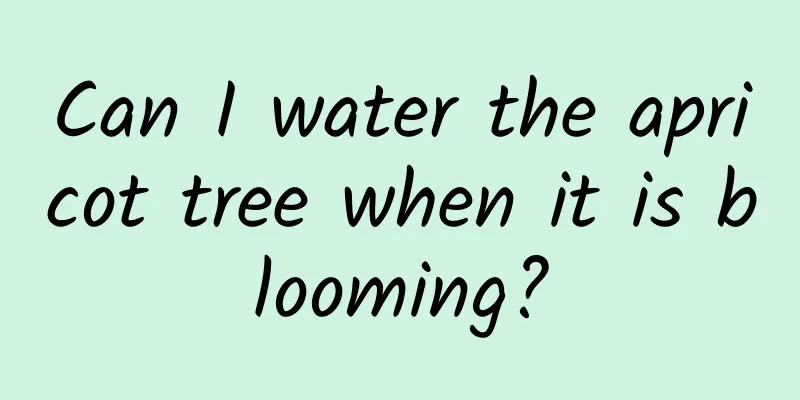 Can I water the apricot tree when it is blooming?