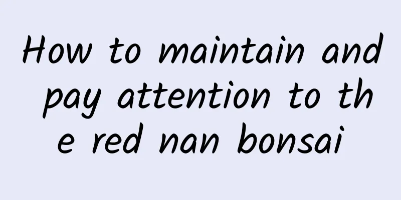 How to maintain and pay attention to the red nan bonsai
