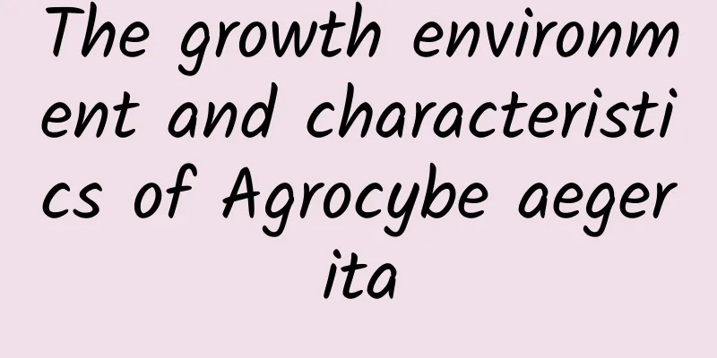 The growth environment and characteristics of Agrocybe aegerita