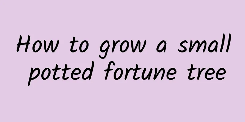 How to grow a small potted fortune tree